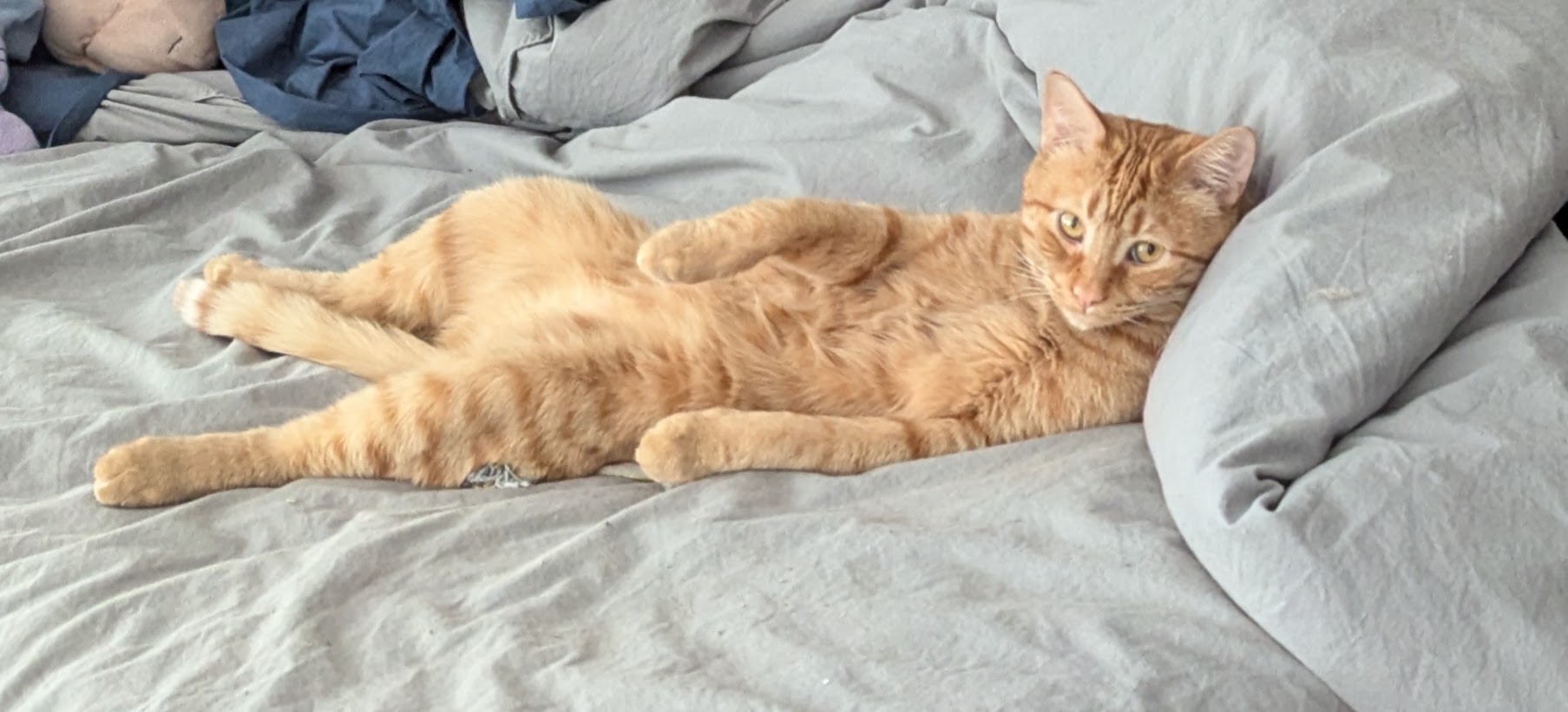 Relaxing Rex